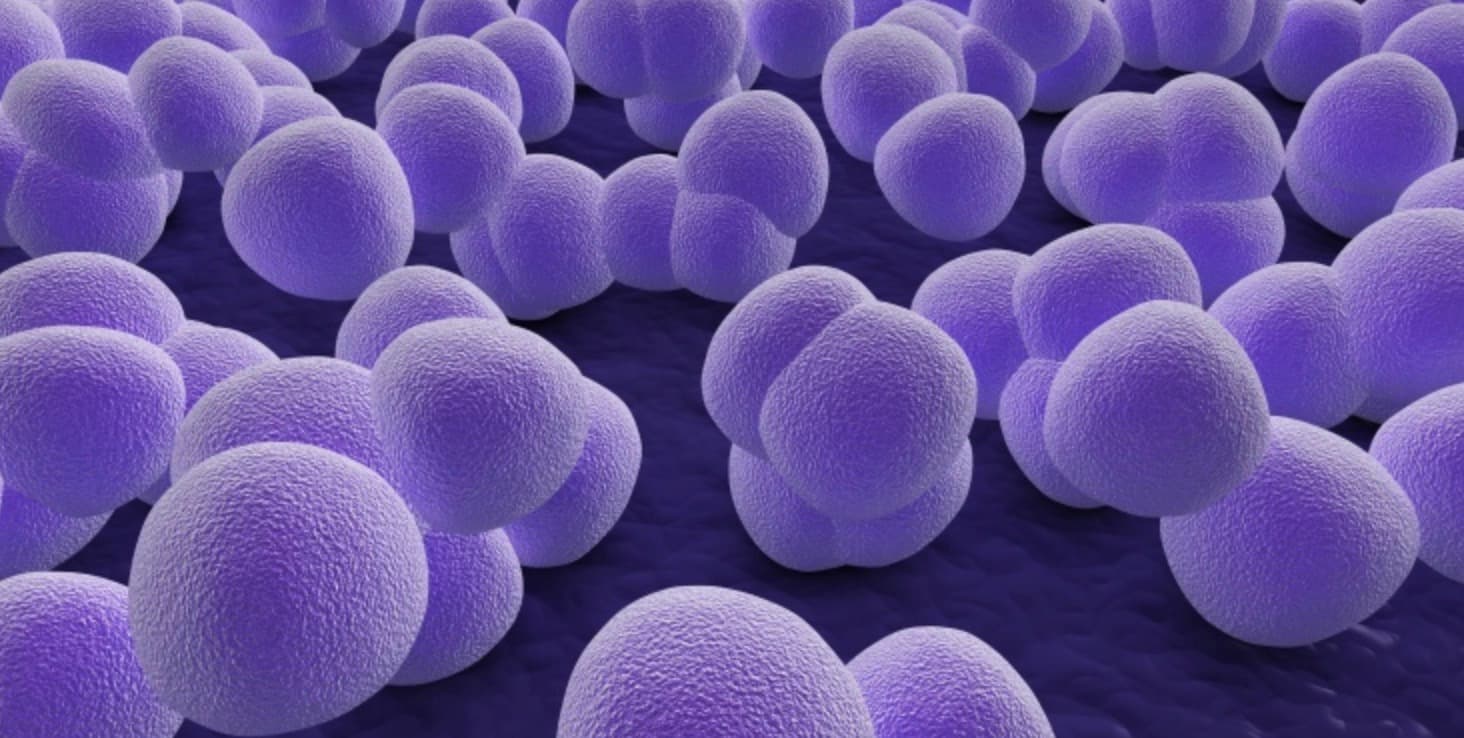 Imagem de capa: Dermatites Bacterianas